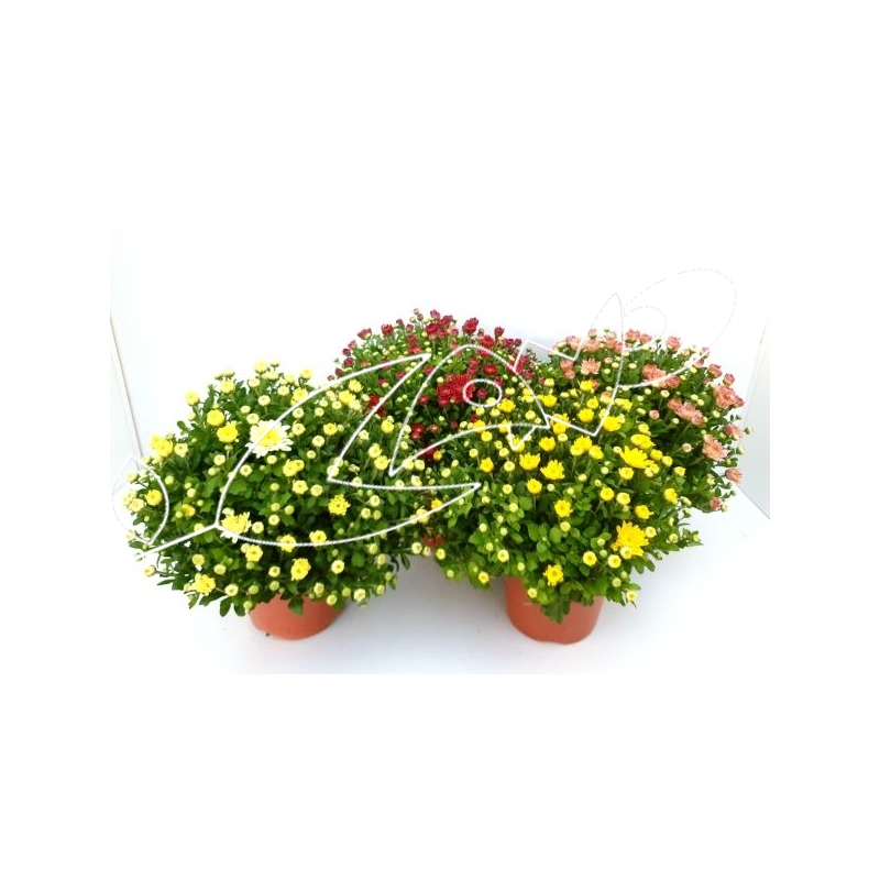 B-CHRYSANTHEMUM MIX 2L (alt/diam...