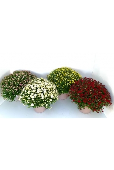 C-CHRYSANTHEMUM BOLA MIX 3L...