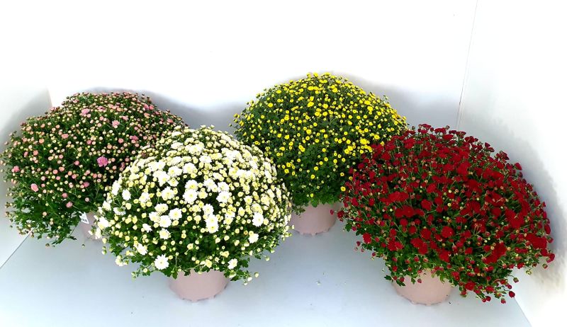 C-CHRYSANTHEMUM BOLA MIX 3L...