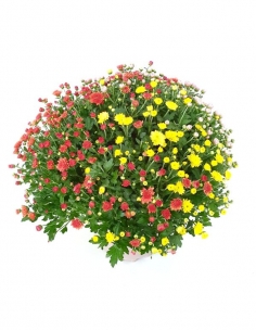 D-CHRYSANTHEMUM TRICOLOR 3L...
