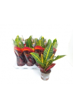 CROTON PETRA C-13 (alt:...