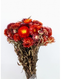 INMORTAL (HELYCRISUM) ROJO...