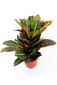 CROTON PETRA C-19 (alt:...