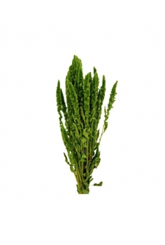 AMARANTHUS VERDE (bulto...