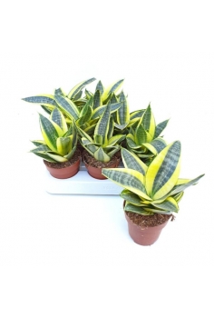 SANSEVIERIA HAHNII C-9...