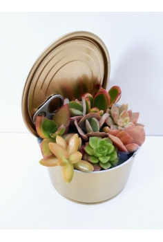 CRASAS LATA FANTASIA...