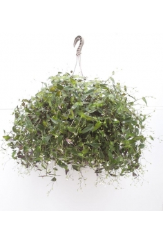 TRIPOGANDRA FLOR BLANCA...