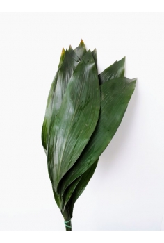 ASPIDISTRA 10 TALLOS (HOJA...