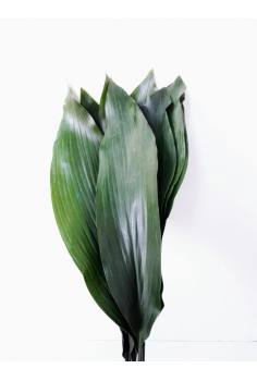 ASPIDISTRA 10 TALLOS (HOJA...