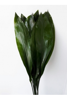 ASPIDISTRA 10 TALLOS (HOJA...