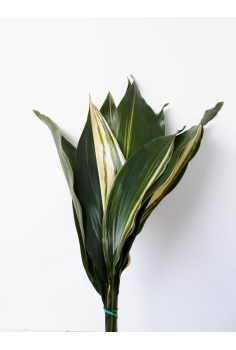 ASPIDISTRA MATIZADA 10...