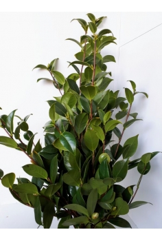 CAMELLIA JAPONICA (POMO...