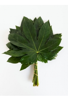 ARALIA (HOJA 15cm)...