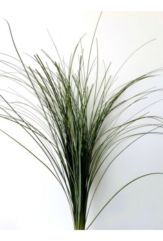 BEAR GRASS (POMO 65cm)...