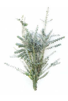 EUCALIPTO BABY BLUE/GUNNY...