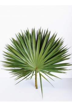 CHAMAEROP -10 TALLOS- (HOJA...