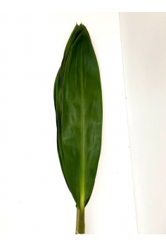 CORDELYNE VERDE -10 TALLOS-...