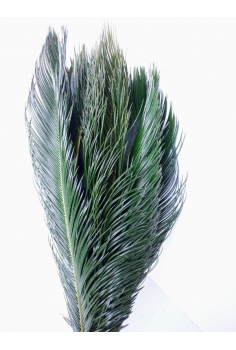 CYCA -10 TALLOS- (90cm)...