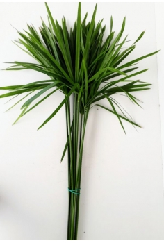 CYPERUS PAPYRUS -10 TALLOS-...