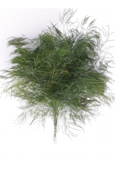 TREE FERN ESP. (POMO 60cm)...