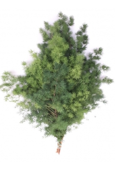 ESP. MYROCLAUDIO -14 TALLOS...