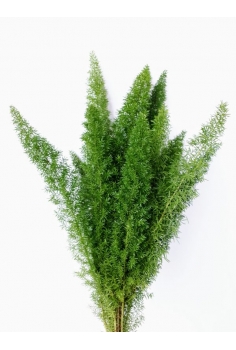 ESP. MEYERI -10 TALLOS-...