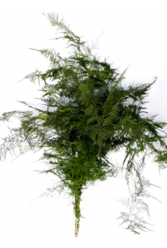 ESPARRAGUERA (POMO 70cm)...