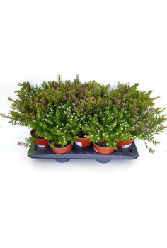 CUPHEA MIX C-13 (alt: 20cm)...