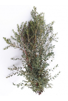 EUCALIPTO PARVIFOLIA (POMO...