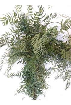 FALSO PEBRE (POMO 65cm)...