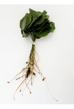 GALAX -20 unds aprox.-...