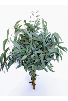 EUCALIPTO GLOBULUS (POMO...