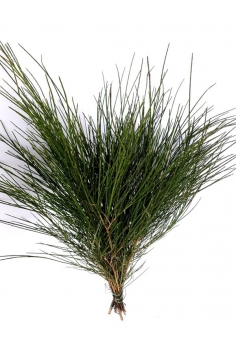 RETAMA (GYNESTA) VERDE...