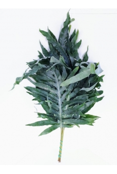 HELECHO BLUE STAR -10...