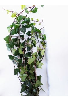 HEDERA VERDE (70cm)...