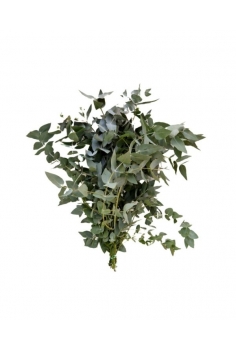 EUCALIPTO USA (CINEREA)...