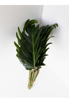 XANADÚ (PHILODENDRON) -10...