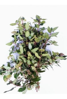 MARFULL (VIB. TINUS) -POMO...