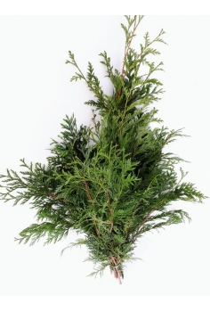 THUYA VERDE (POMO 60cm)...