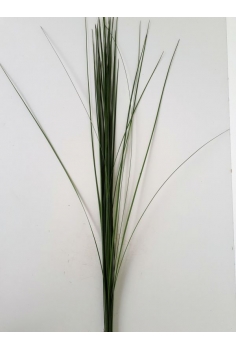 STEEL GRASS (POMO 100cm)...