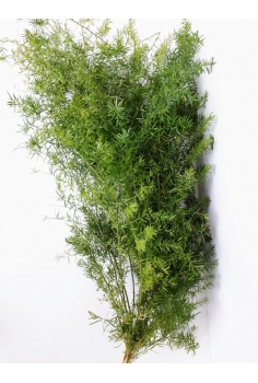 ESP. SPRENYERI -10 TALLOS-...