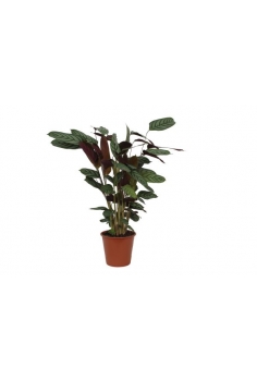 CTENANTHE COMPACTSTAR C-19...