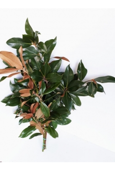 MAGNOLIA (POMO 80cm)...