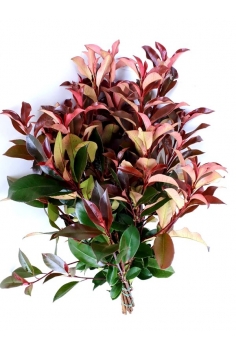PHOTINIA (POMO 70cm)...