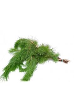 PINO AGUJA -10 TALLOS-...