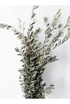 OLIVO (POMO 75cm)...