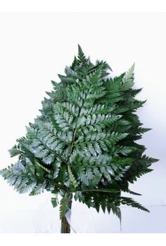 LEATHER GOLDEN -20 TALLOS-...