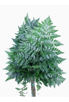 LEATHER GOLEN -10 TALLOS-...