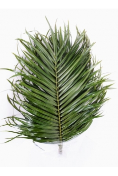 ROBELLINI -10 TALLOS- (POMO...