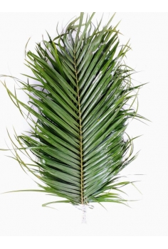 ROBELLINI -10 TALLOS- (POMO...